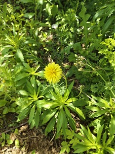 草丛中的黄色小花