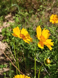 金鸡菊