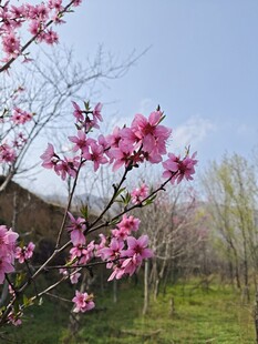 春日郊野桃花盛开