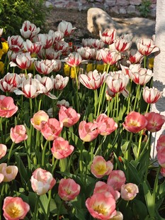 盛放的郁金香花丛