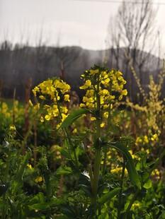 油菜花