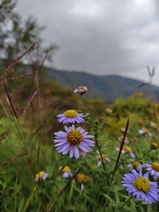 山野紫花清新景致
