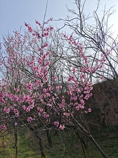 春日桃花盛放