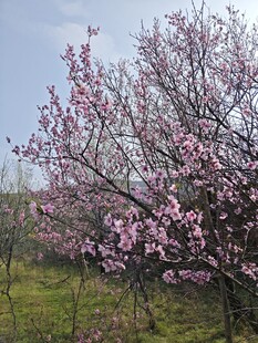 春日郊野桃花盛放