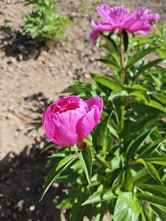 芍药花