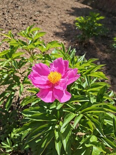 芍药