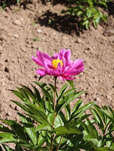 绽放的紫红色芍药花