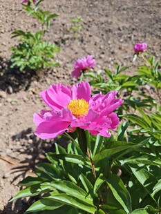 芍药