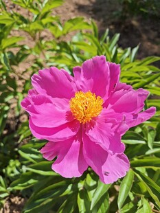 盛开的粉紫色芍药花