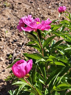 阳光下的粉色芍药花
