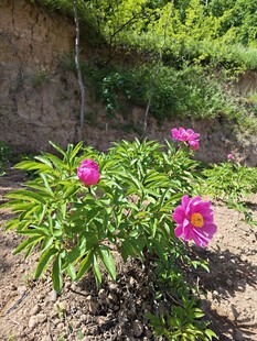 盛开的芍药花