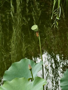 夏日荷塘小景