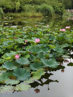 夏日荷塘美景