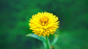 黄色蜡菊