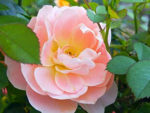 浅粉柔美月季花