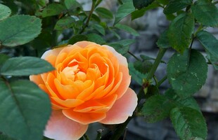 橙色半开月季花