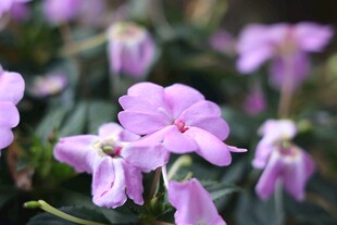 淡紫色清新小花