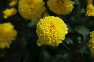 黄菊