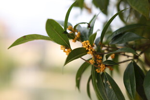 秋日金桂枝叶
