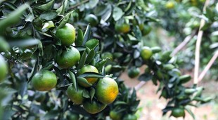 柑橘 橘子
