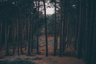 林间小屋静谧风光
