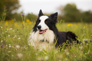 草地上的边境牧羊犬