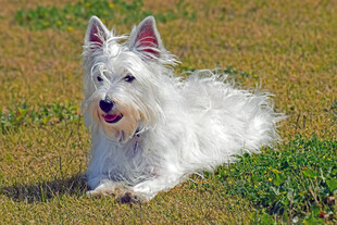 草地上的西高地白梗犬