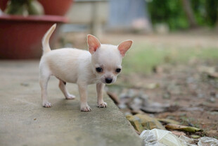户外白色吉娃娃幼犬