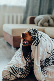 裹毯居家可爱萌犬