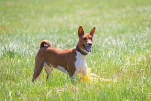 草地上的巴辛吉犬