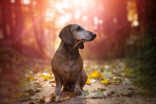 秋日林间腊肠犬