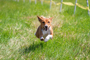 草地上奔跑的柯基