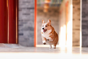 古建门前奔跑的柯基