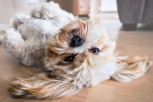 仰躺的可爱西施犬