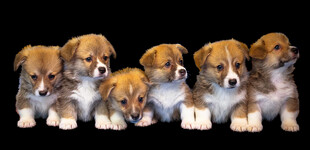 六只可爱幼犬合影
