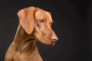 维兹拉犬侧脸肖像