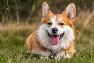 草地上微笑的柯基犬