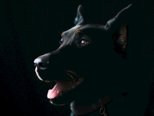 黑杜宾犬侧脸特写