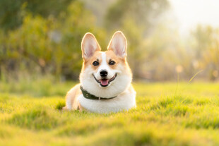 草坪上微笑的柯基犬