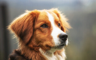 温顺金毛犬侧脸特写