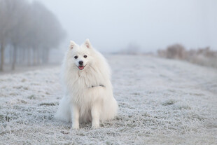 雪地中的萨摩耶