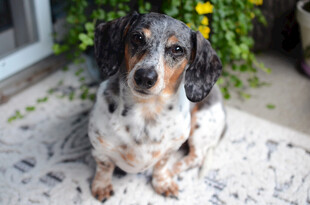 可爱花斑腊肠犬