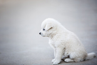 可爱白色幼犬
