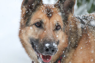 雪中的德国牧羊犬