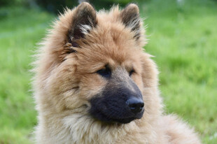 户外浅棕宠物犬特写