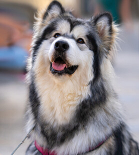 开心的阿拉斯加犬