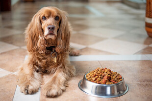 等待进食的可卡犬