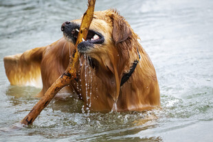 水中叼树枝的金毛犬