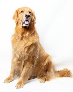 白底坐姿金毛犬