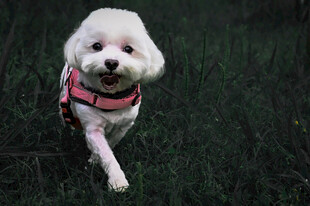 草地上奔跑的比熊犬